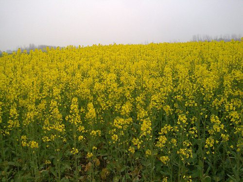 清明小长假山东踏青赏花好去处(组图)