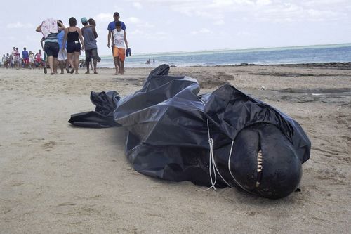 巴西东北海岸30头伪虎鲸搁浅已有7头死亡（图）