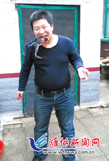 张磊在生吃牛蛙。