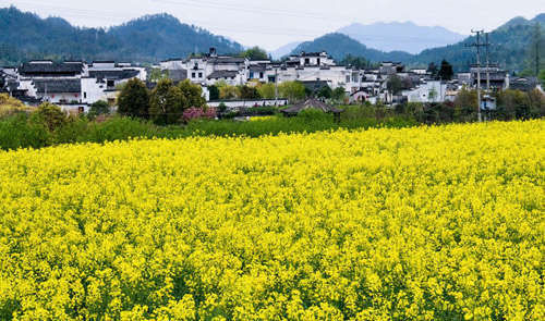 漫山洒满"阳光" 安徽赏油菜花地推荐