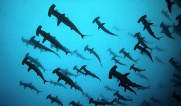 探险团|探秘惊悚蓝洞 潜水家的死亡诱惑