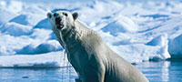 实拍北极熊猎杀小海豹