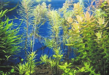 海底藻类植物图片