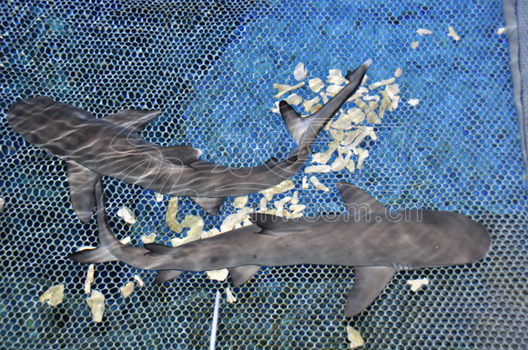 烟台一只白鳍鲨第三次生下双胞胎 将人工喂养