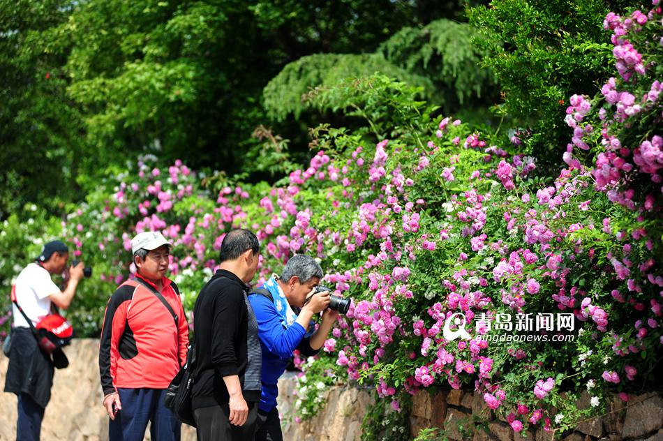 青岛春末夏初蔷薇盛开季 街头邂逅最美花墙