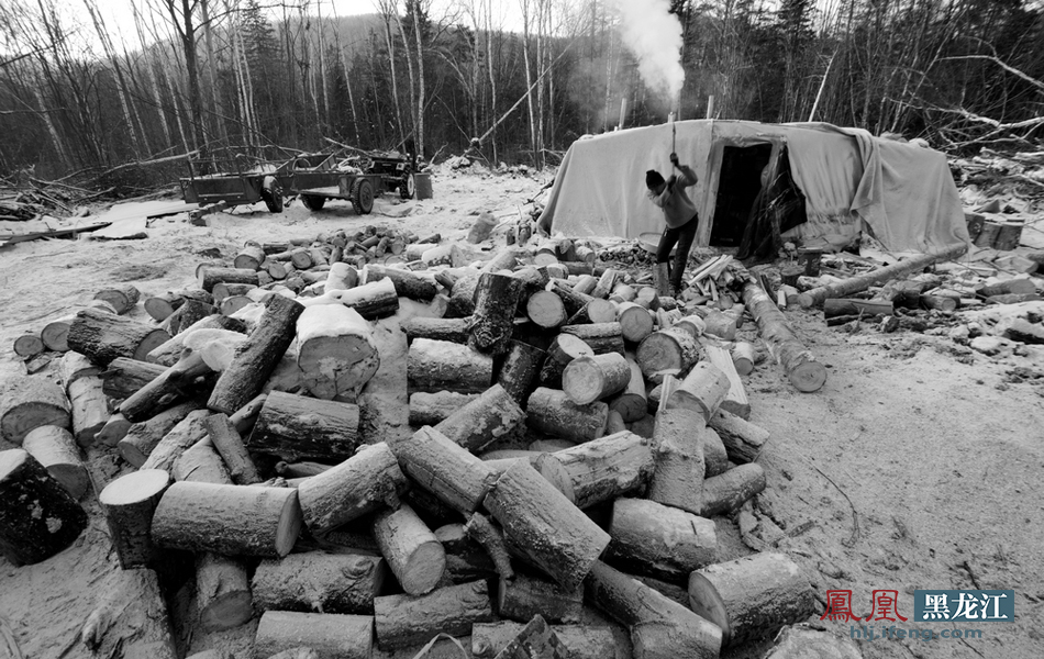 扎根在林区 伐木工人的坚守