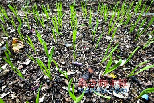 番禺金山村垃圾菜土壤 镉超标 220%_广州频道