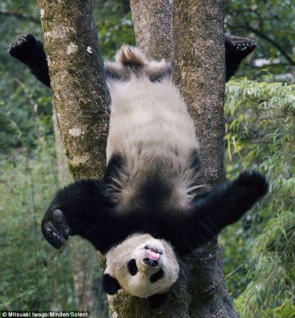 "功夫熊猫"真实存在:在树杈上练倒立(组图)