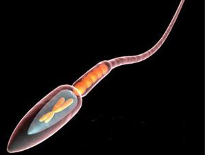精子和卵子结合全过程(图)