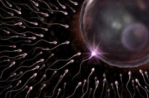 精子和卵子结合全过程(图)