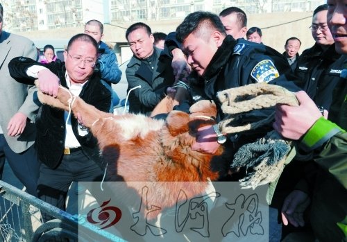 郑州抓藏獒用"暗器"吹针射麻药 管城区收狗八百只
