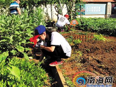 云开见日志愿者敬老院里种菜 海口市委书记批