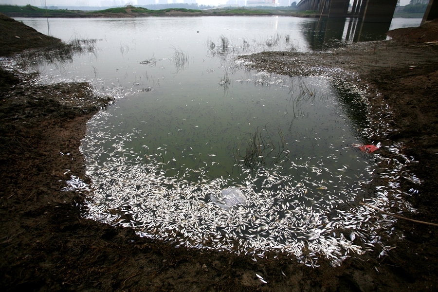     9月3日，府河边漂着大量死鱼。新华社记者 程敏 摄   9月2日下午，武汉市府河发生大面积死鱼，孝感段、武汉东西湖、黄陂段沿河约30公里河段有大片死鱼漂浮。据悉，这是近年来府河武汉河段最大面积的一次死鱼。经初步调查，可能与上游污染有关，3日府河水样检测结论显示，水体中氨氮浓度严重超标。目前，污染源头尚未明确，进一步的调查正在进行中。