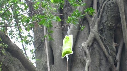 百岁榕树因被盗受伤 挂瓶疗伤古榕恢复生机