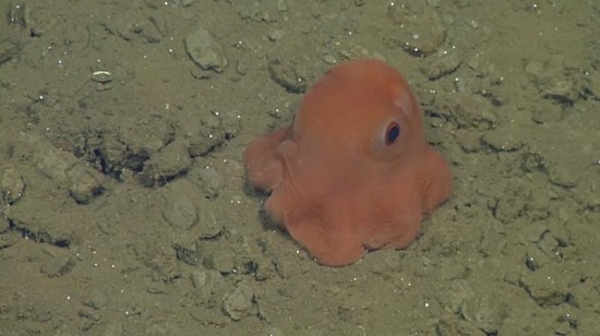 科学家发现粉红色大眼章鱼 欲将其命名萌萌哒