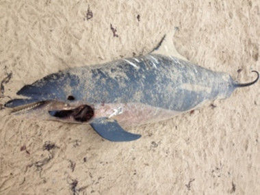 一头死去的海豚遗留在海滩上，无人清理。