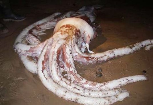 西班牙惊现180公斤巨大章鱼，模样恐怖吓坏韩国网友（韩国《亚洲经济》网站截图）
