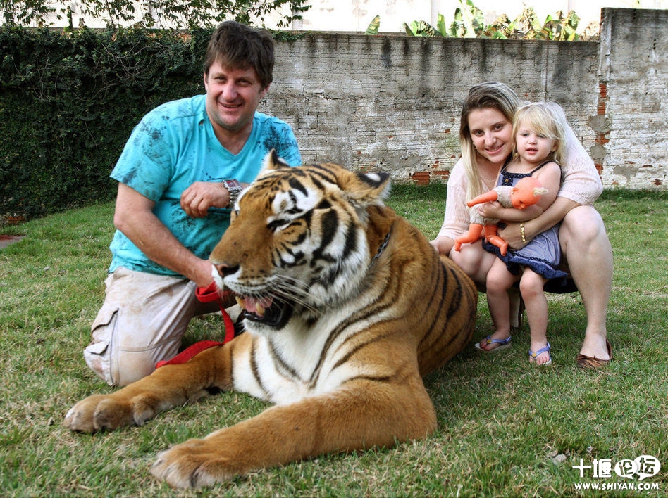 巴西土豪养老虎如养猫 你还敢和土豪做朋友吗