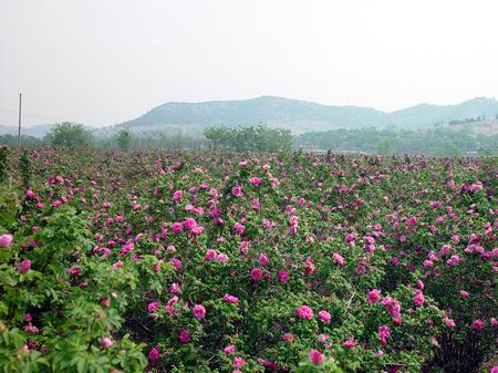 济南平阴玫瑰花节