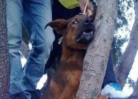 男子将狗吊树上虐杀骆驼四肢被砍成乞讨工具 