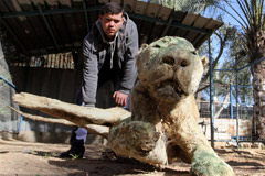 以色列轰炸51天 动物无人喂成干尸