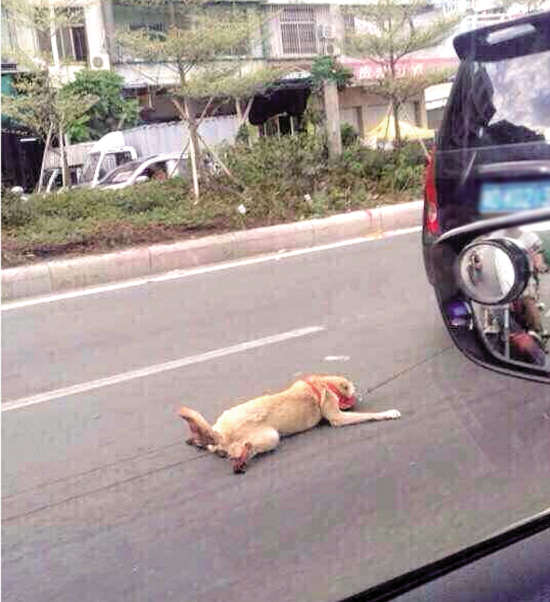 虐狗当事人遭人肉愿道歉 事发时不知道小狗受伤情况_黑龙江频道_凤凰网