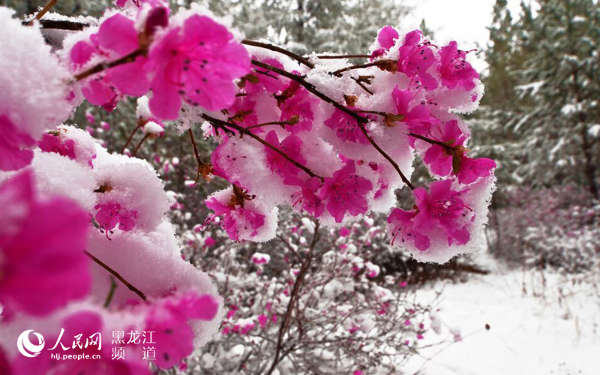中国最冷小镇大兴安岭呼中：雪嫉杜鹃盛世红【6】
