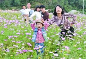 上饶县五府山500亩格桑花海醉游人