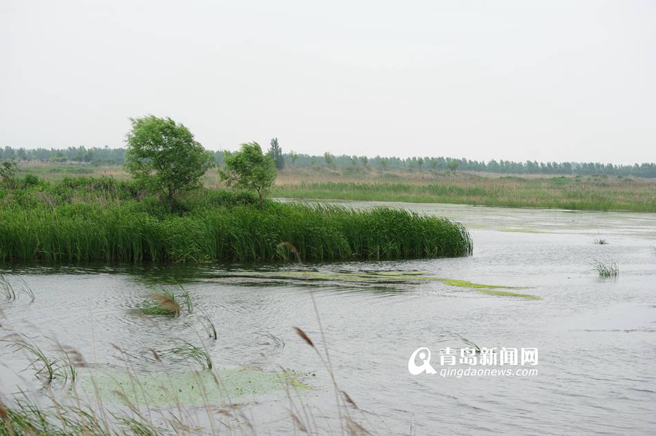 探访青岛姜山湿地公园 垂钓胜地飞鸟天堂(图)