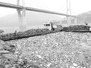 长江某段水域漂浮着大量生活垃圾，很难想象鱼类能在这种恶劣的环境中生存