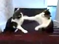 猫的拳击比赛 两只喵星人1v1 神级后期