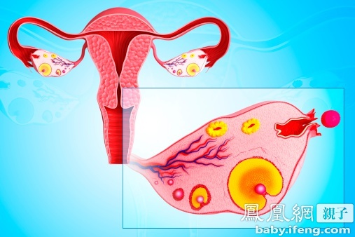 揭秘:女性产道分娩真相(组图) - 新闻在线 - 开启