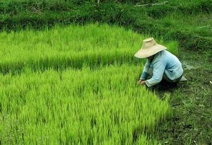 粮食主产区农村问题调查:中国靠种地赚不了钱