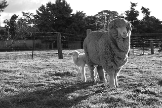 国际羊毛局The Wool Lab羊毛流行趋势成中国