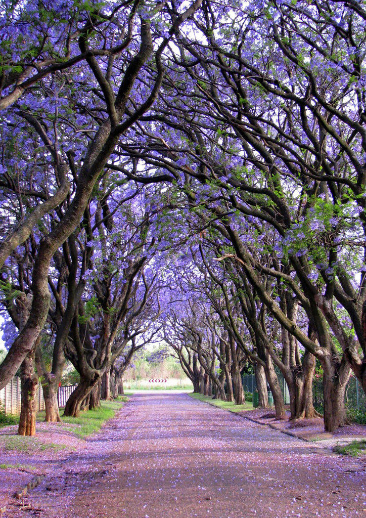 Windwing - Beautiful Trees In The World