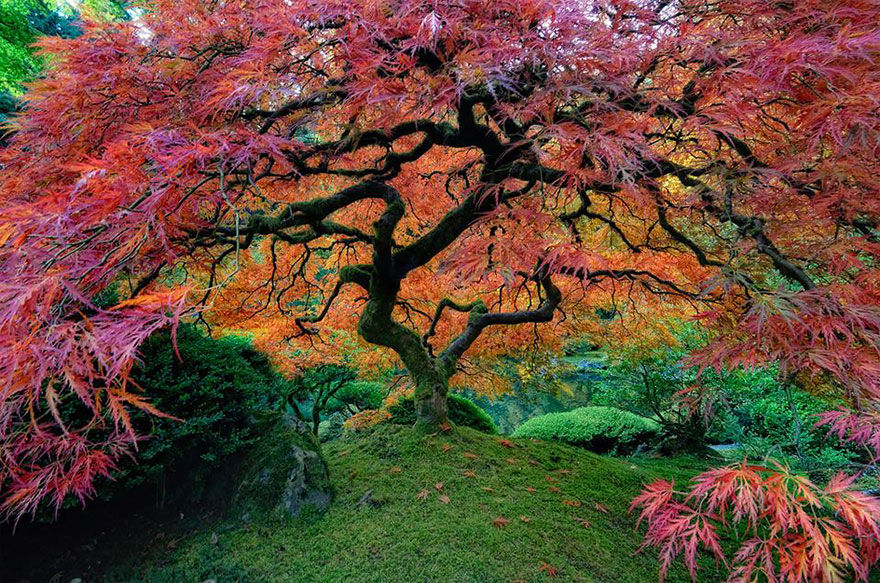 Windwing - Beautiful Trees In The World