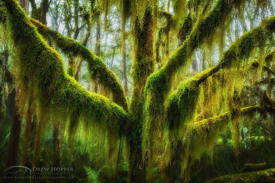 Windwing - Beautiful Trees In The World