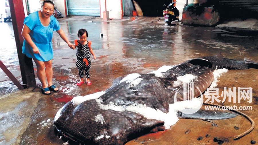 福建渔民打捞到死亡鲸鲨：体长4米 重约2吨(图)