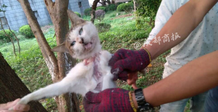 温州江心屿景区四五名男女将猫吊树上活剥猫皮虐猫
