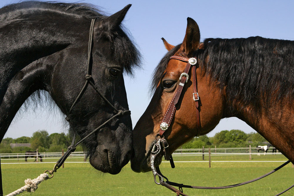 马术初学者如何挑选一匹合适的马?