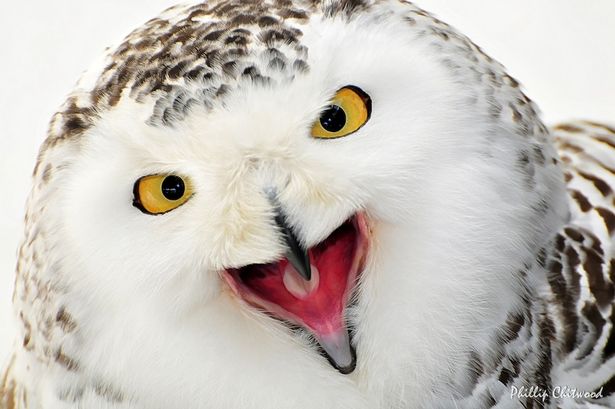 雌性猫头鹰因男友性能力太差怒杀之