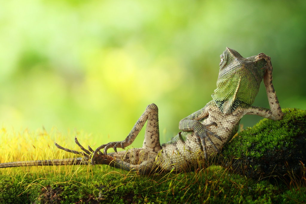 拍照会摆姿势的蜥蜴 侧卧休息的蜥蜴.