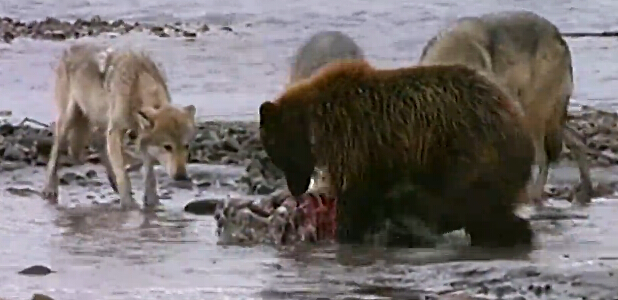 凭实力说话!棕熊亮肌肉威胁狼群 成功分享到食