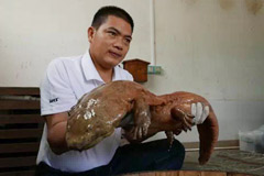 广东一景区现巨型娃娃鱼少