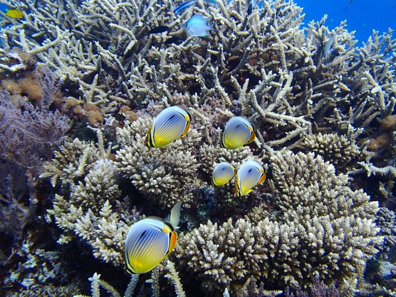 拯救退化珊瑚礁的秘方:多引入鱼类