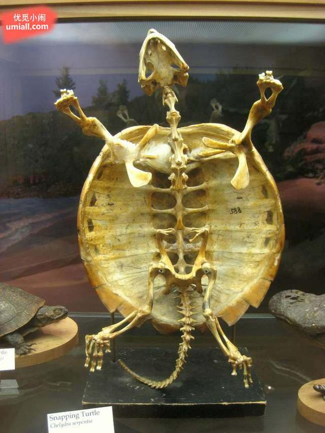 龟壳其实是乌龟的胸腔,包裹着它的内脏.