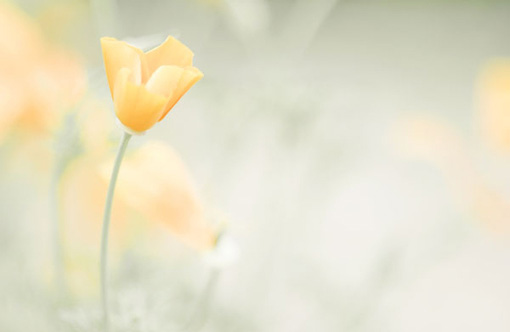 2015年六月份12生肖运势|六月|十二生肖_凤凰