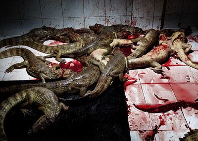 人类虚荣背后的血腥代价