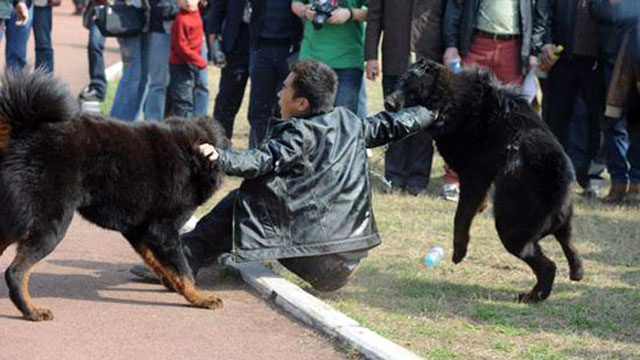 实拍藏獒咬人后疯狂撕小狗 警察受惊