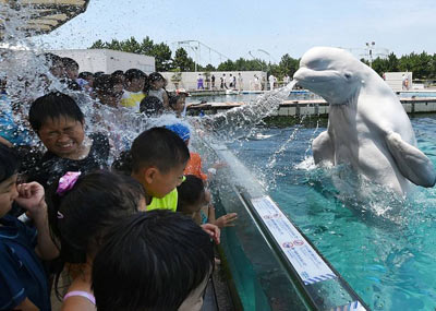 日本：市民到水族馆让白鲸喷水避暑